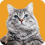 Mt Ariy Cat vaccinations