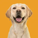 Mt Ariy Dog vaccination