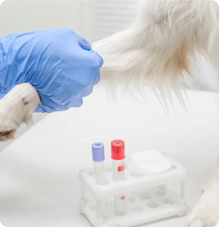 Mt Ariy How Lab Testing Helps Your Pet