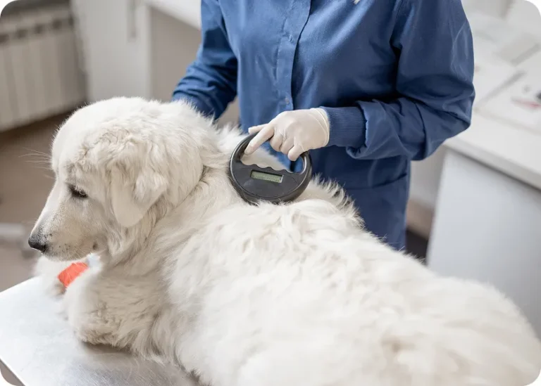 Mt Ariy Microchipping Procedure explained
