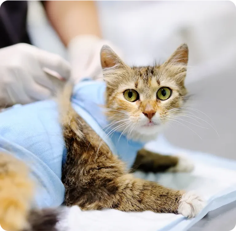 Mt Ariy Pre-Operative & Post-Operative Care