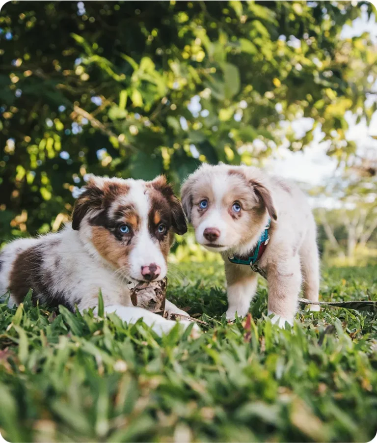 Mt Ariy Socialization Tips